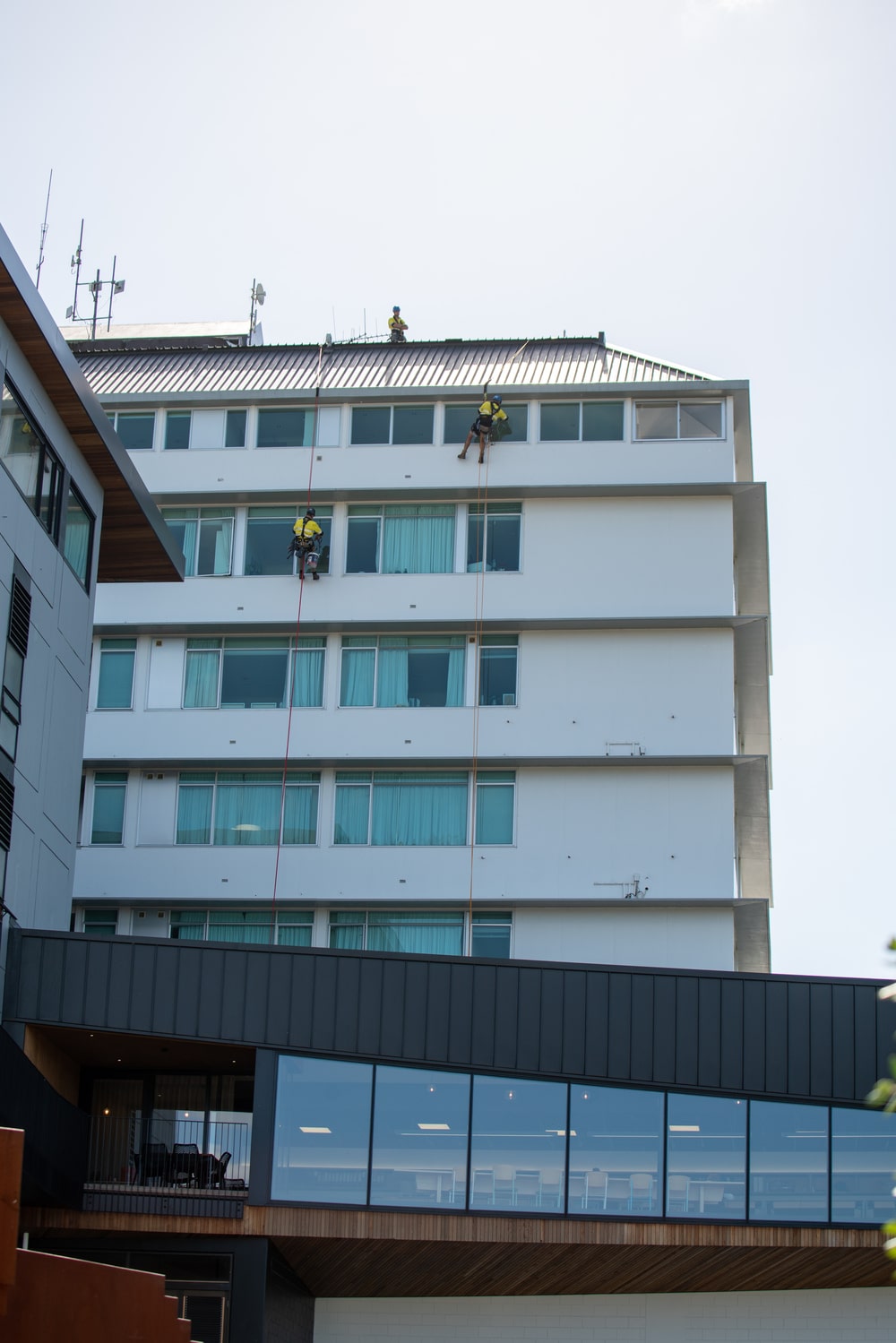Industrial abseilers cleaning apartment building windows